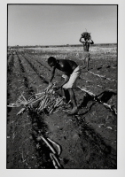 Plantation de canne à sucre / Sugar cane plantation