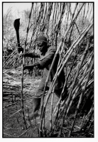 Plantation de canne à sucre / Sugar cane plantation
