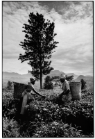 Plantation de thé / Tea plantation
