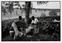 Plantation de thé / Tea plantation