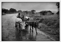 Attelage de zébus / Zebu team