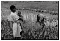 Rizière / Rice field