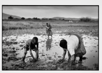 Rizière / Rice field