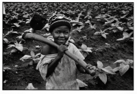 Culture du tabac / Tobacco cultivation
