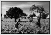 Cultures nourricières / Food crops
