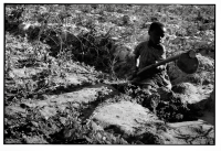 Cultures nourricières / Food crops