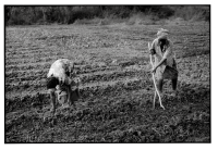 Cultures nourricières / Food crops