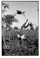Couple de planteurs de coton / Cotton planter couple