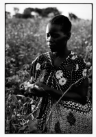 Récolte du coton / Cotton harvest