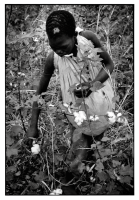Récolte du coton / Cotton harvest
