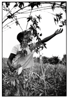 Cultures nourricières / Food crops