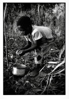 Cultures nourricières / Food crops