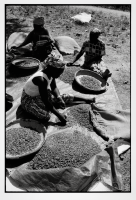 Cultures d'exportation / Export crops