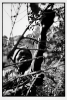 Récolte du café / Coffee harvest