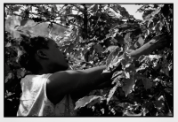 Récolte du café / Coffee harvest